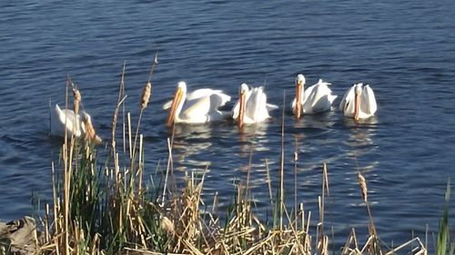 Swans swimming in lake