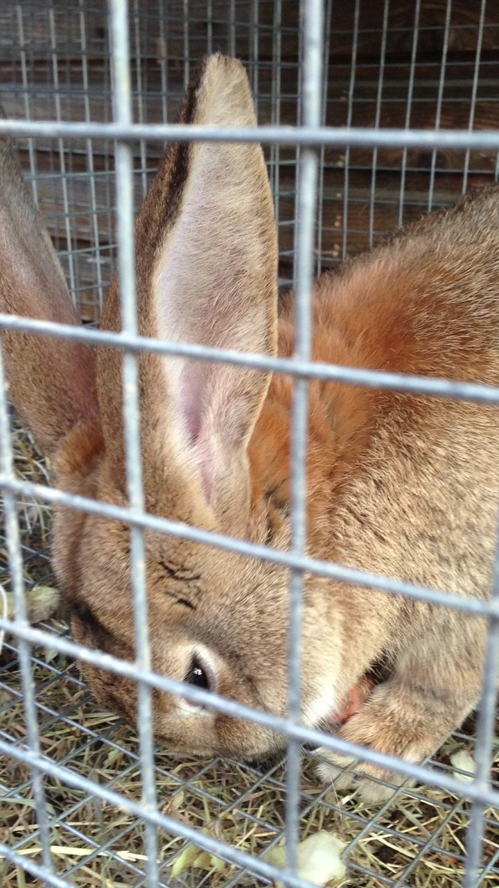 animal themes, mammal, animals in captivity, one animal, livestock, cage, domestic animals, wildlife, animals in the wild, fence, zoo, two animals, close-up, zoology, herbivorous, captivity, vertebrate, animal head, no people, day