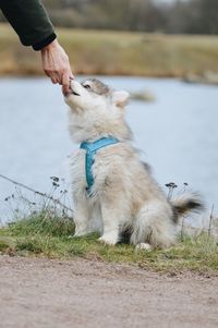 Hand giving puppy dog candy