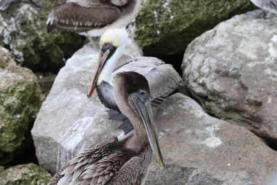 Brown pelican on rocks