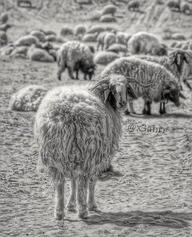 animal themes, animals in the wild, wildlife, one animal, focus on foreground, mammal, bird, young animal, nature, day, full length, close-up, no people, two animals, outdoors, standing, zoology, field, front view, animal hair