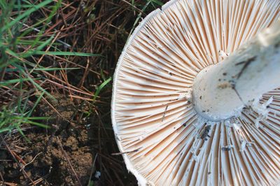 Close-up of mushroom growing outdoors