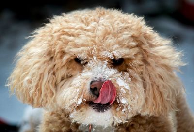 Close-up portrait of dog sticking out tongue during winter