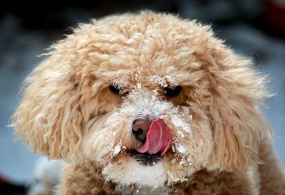 Close-up portrait of dog sticking out tongue during winter