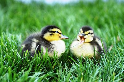 Close-up of ducklings on grass