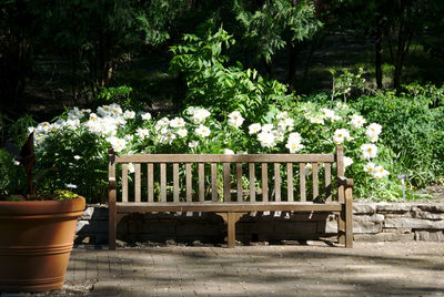 View of potted plants on table in yard
