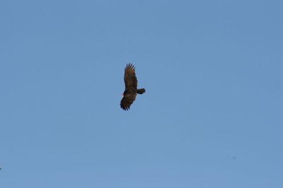 Low angle view of bird flying against clear blue sky