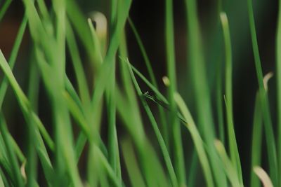 Full frame shot of green grass