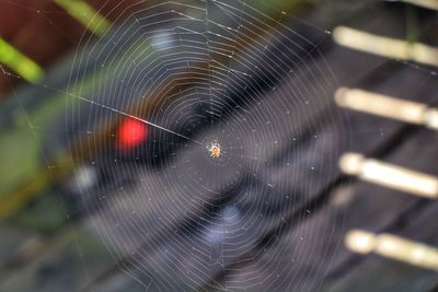 Close-up of spider on web