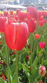Close-up of red tulips blooming in field