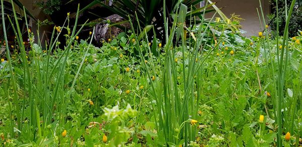 Close-up of flowering plants on field