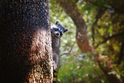 Raccoon on tree trunk