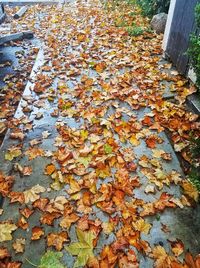 High angle view of autumn leaves