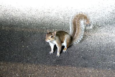 Portrait of squirrel