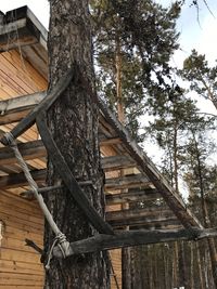 Low angle view of house amidst trees in forest