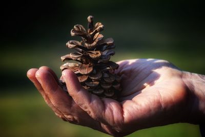 Close-up of hand holding tomato