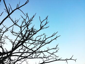 Low angle view of bare trees against clear sky