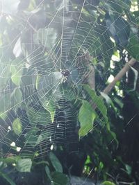 Close-up of wet spider web