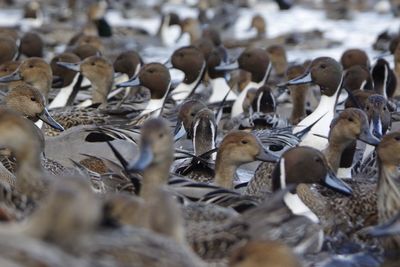 Close-up of birds in water