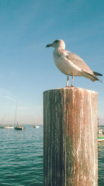 Seagull perching on wooden post