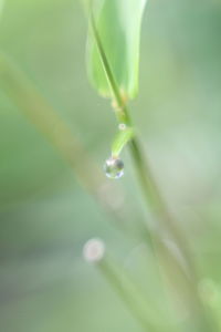 Close-up of water drop on leaf