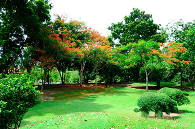 Trees in park