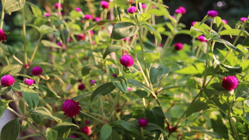 Close-up of flowers blooming outdoors