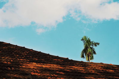 Low angle view of plants against sky