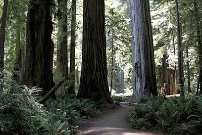 Road passing through forest