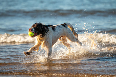 View of dog running on beach