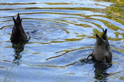 High angle view of birds swimming in lake