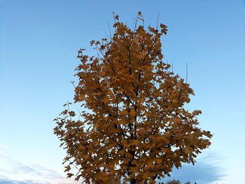 Low angle view of tree against clear blue sky