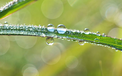 Close-up of water drops on plant