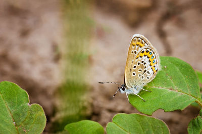 Mottled butterfly shot in close-up