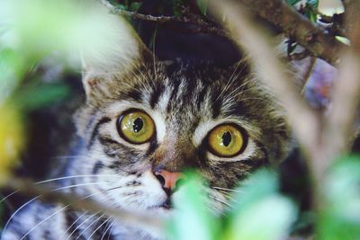 Close-up portrait of a cat