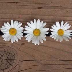 Close-up of white daisy flower