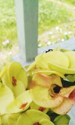 Close-up of yellow flowers blooming outdoors