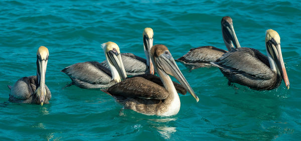 Ducks swimming in sea