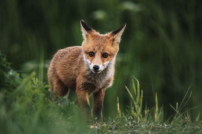 Portrait of a red fox cub  standing in field in the wilderness