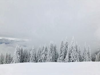 Pine trees on snow covered land against sky