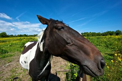 Close-up of horse on field