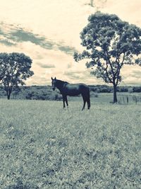 Horse on landscape against sky