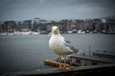 Seagull perching on railing in city