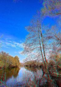 Reflection of trees in calm lake