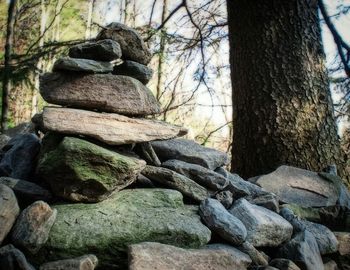 Rocks on tree trunk