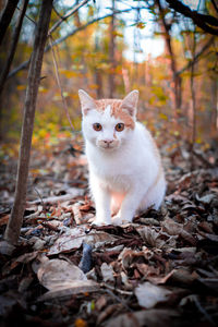Portrait of cat sitting on field during autumn