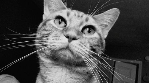 Close-up portrait of a cat