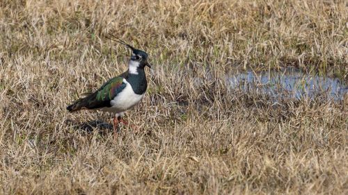 Side view of a bird on field