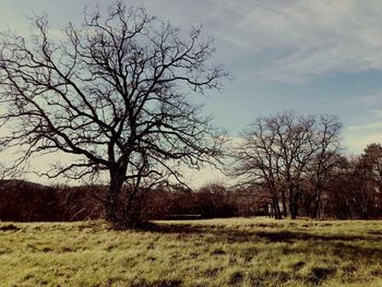 Bare tree on field against sky