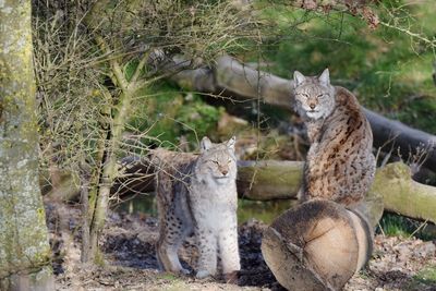 Lynx in forest